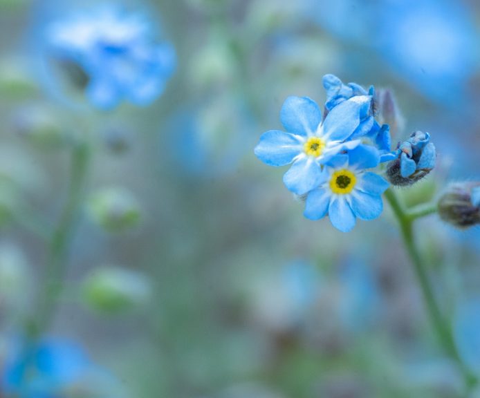 Myosotis Scorpioides 勿忘草 未公開 Ncq 日本ことど量子もつれ